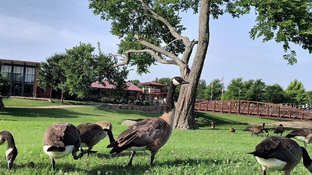 Grazing Geese, July 29, 2025